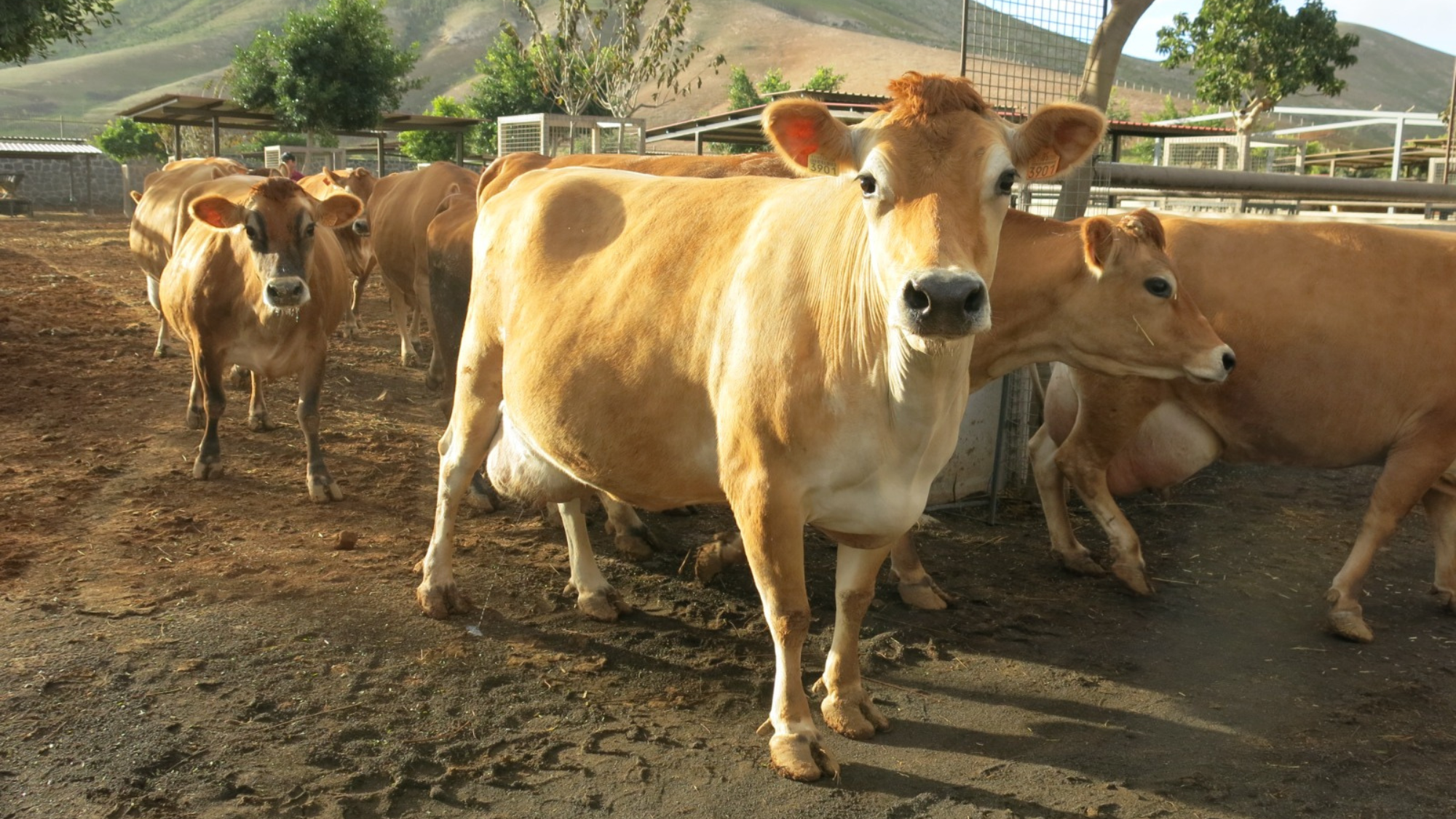 Una vaca para producción de leche en una explotación ganadera de Gran Canaria./ CEDIDA