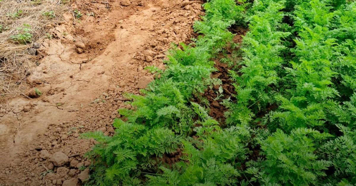 La producción local está sujeta a requisitos que en el caso de las frutas y verduras importadas son mucho más laxos./ REDES. La producción local está sujeta a requisitos que en el caso de las frutas y verduras importadas son mucho más laxos./ REDES.
