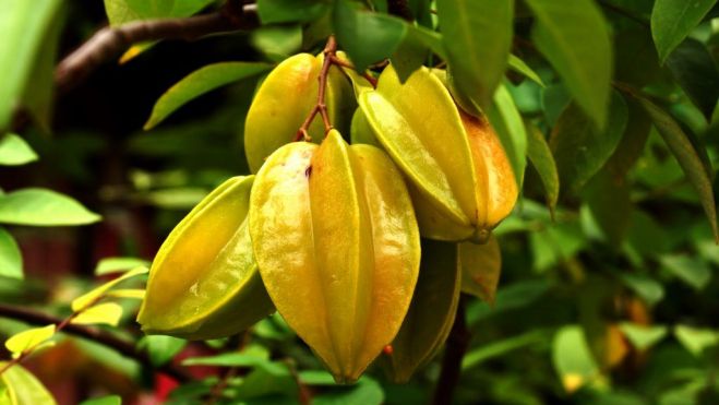 carambolas carambolas