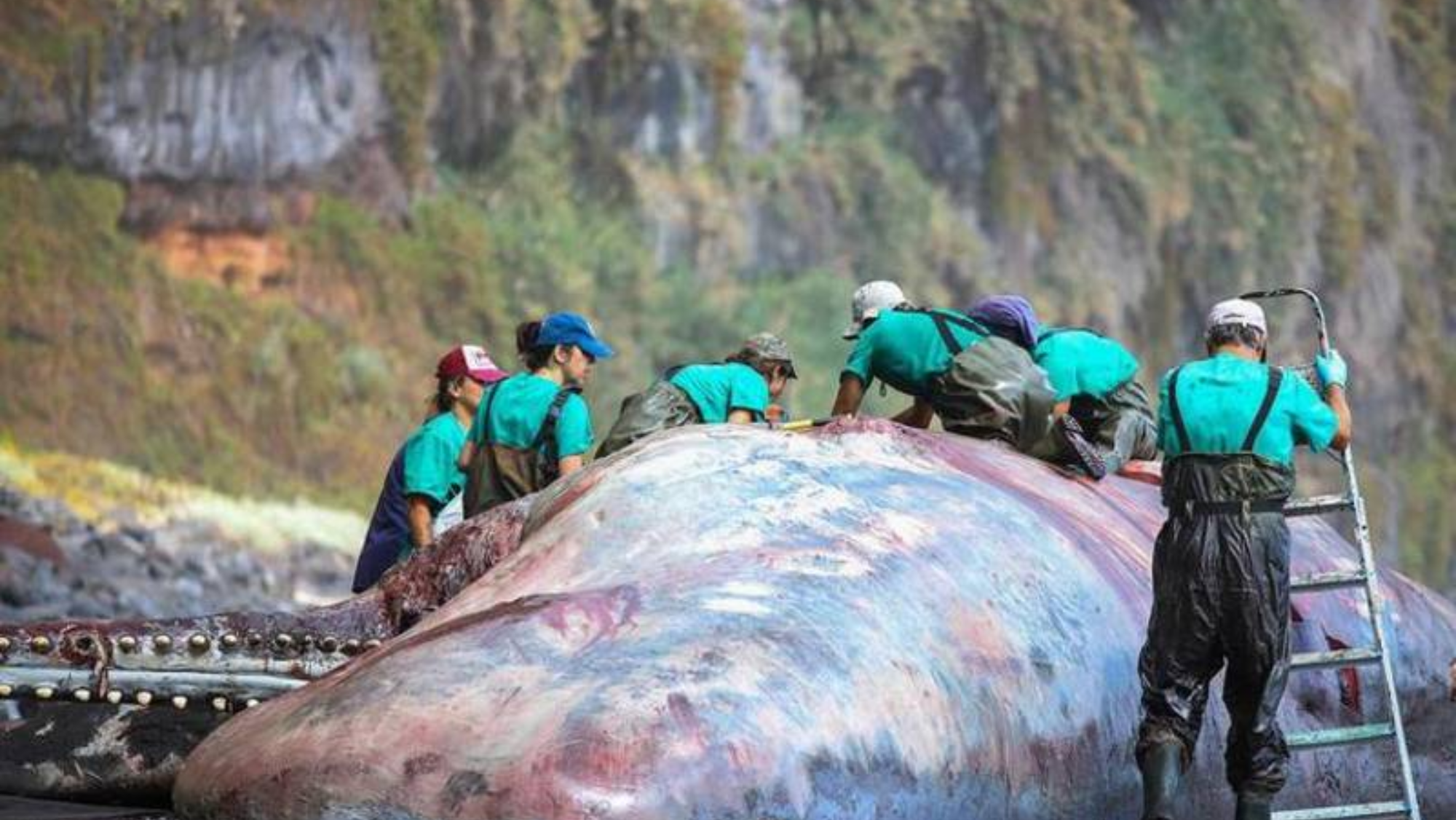 Ballena varada en La Palma con una piedra de ámbar en su interior / ULPGC 