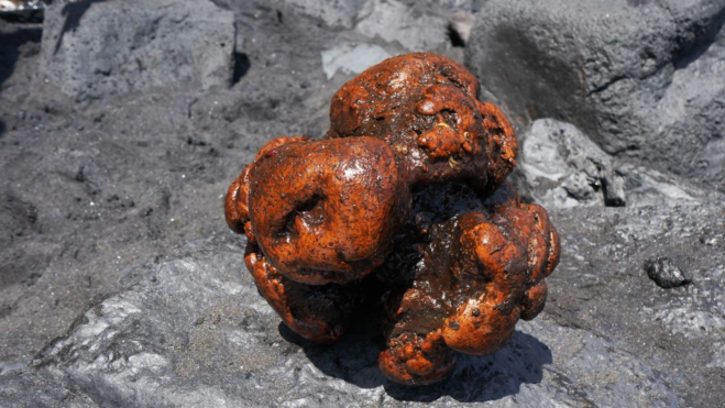 Piedra de ámbar en el interior de la ballena varada en La Palma / ULPGC Piedra de ámbar en el interior de la ballena varada en La Palma / ULPGC