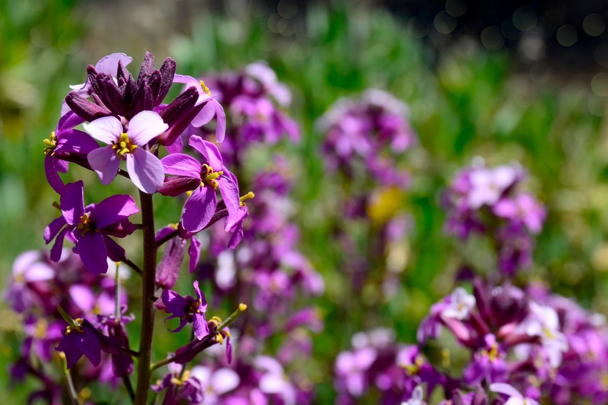 Ejemplar de una violeta del Teide. / ULL