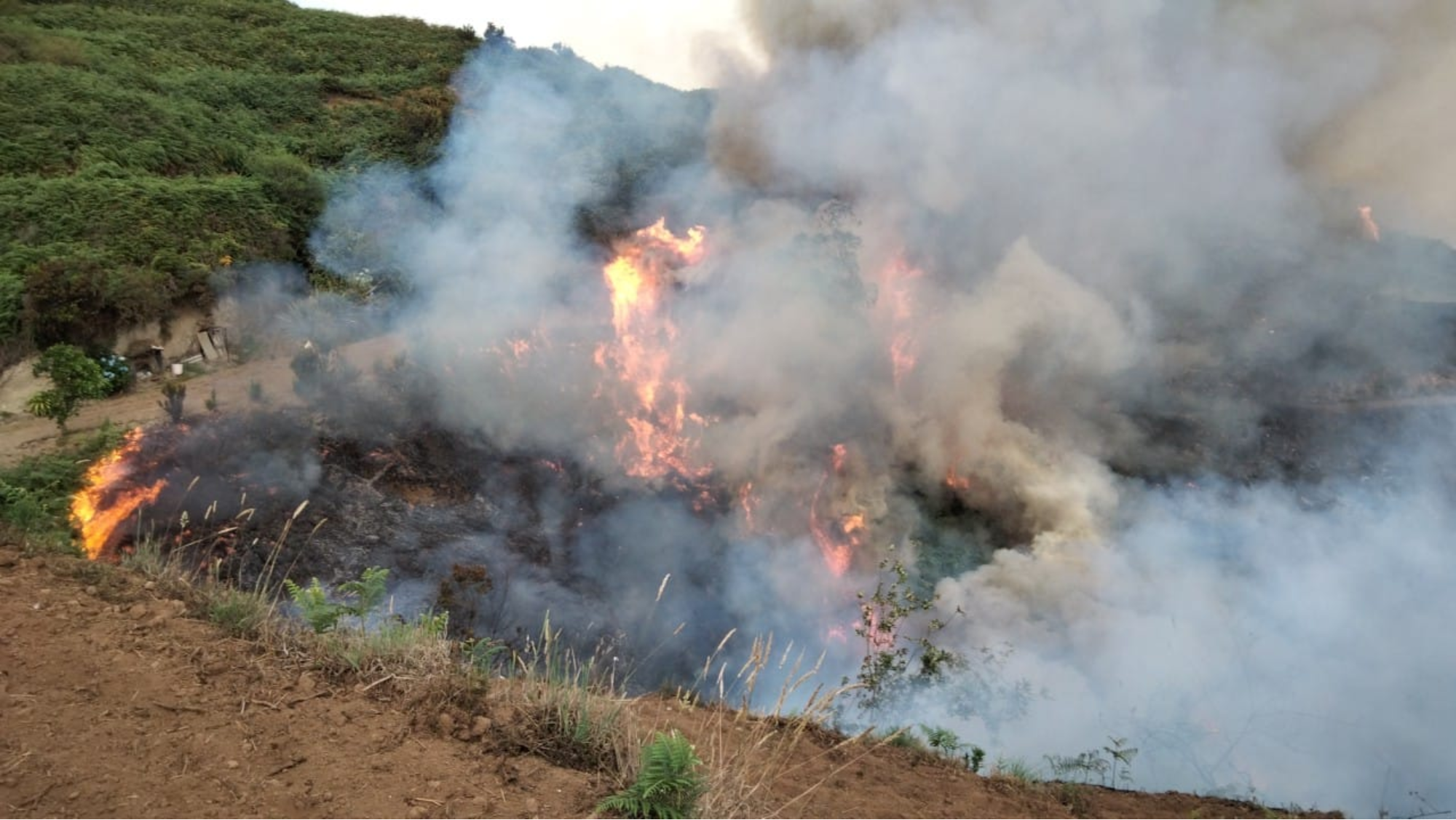 Conato de incendio en Los Realejos, Tenerife / CABILDO DE TENERIFE