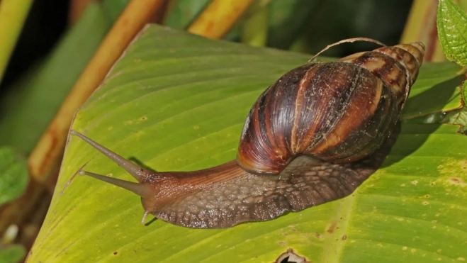 2020 11 19 caracoljpg