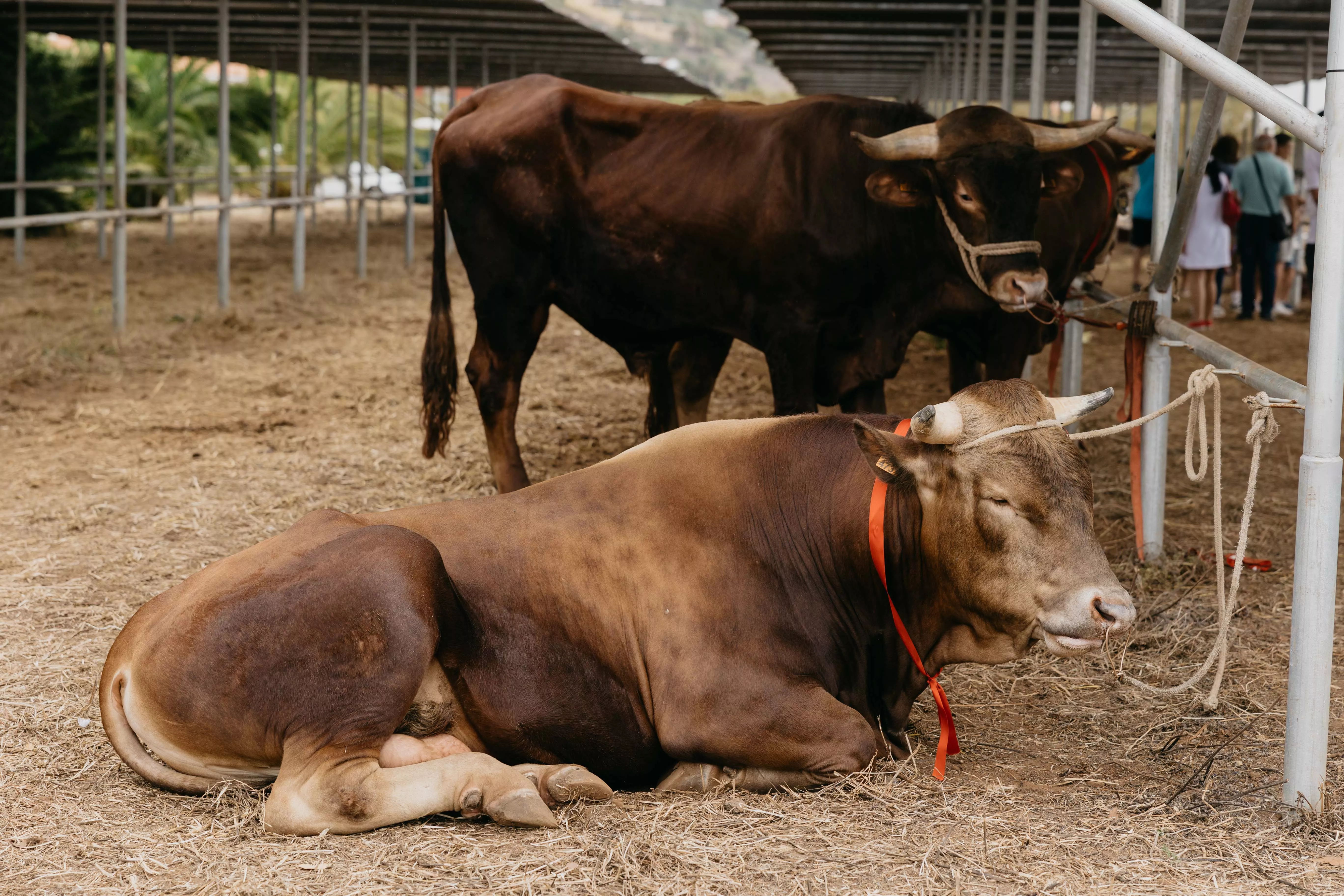 Razas autóctonas de vacas de Tenerife./ CEDIDA