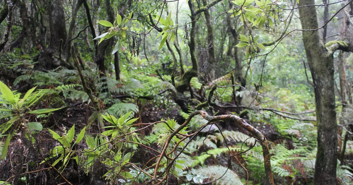 Foto de recurso paraje natural de Canarias / CAIXABANK