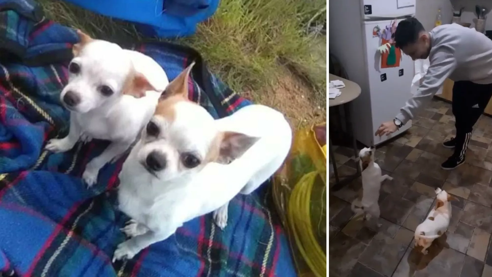 Golfo y Coco, los perros de un joven de Ofra por los que se está ofreciendo un rescate./ CEDIDAS