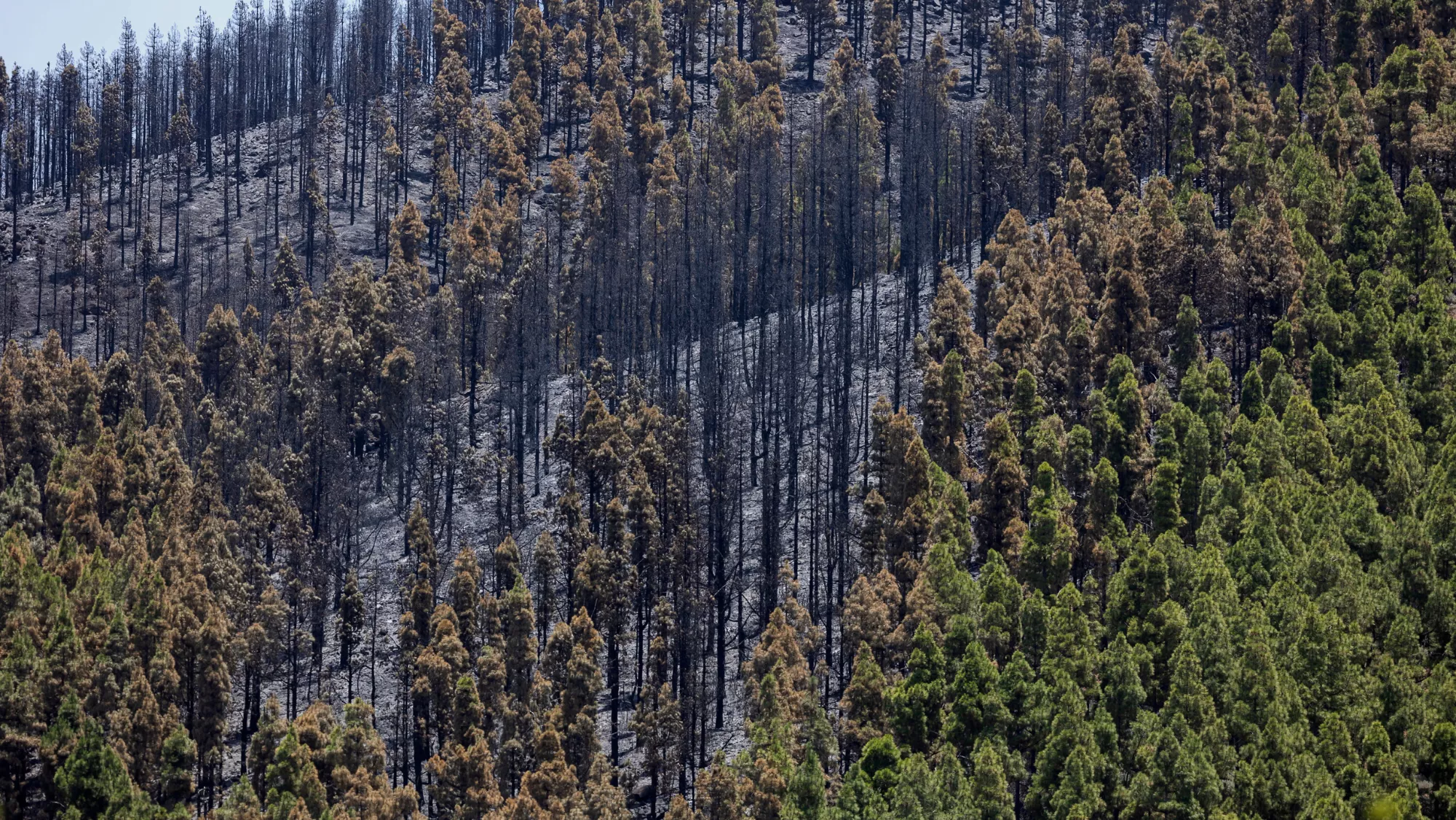 Zona afectada por el incendio / EFE - QUIQUE CURBELO