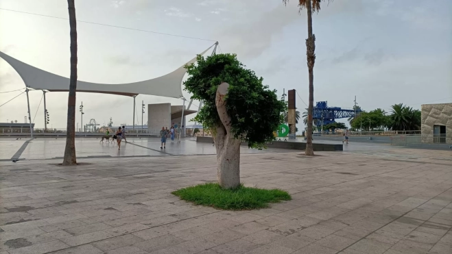 Uno de los árboles en mal estado en Santa Catalina / ATLÁNTICO HOY- MARCOS MORENO