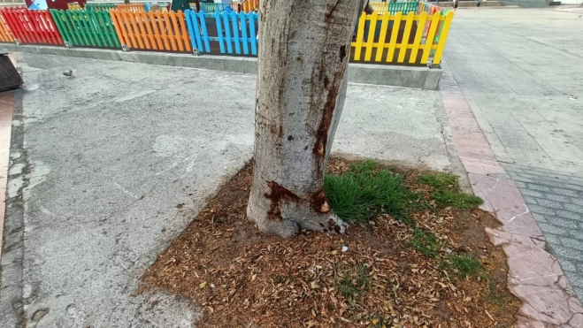 Uno de los árboles en mal estado en Santa Catalina / ATLÁNTICO HOY - MARCOS MORENO