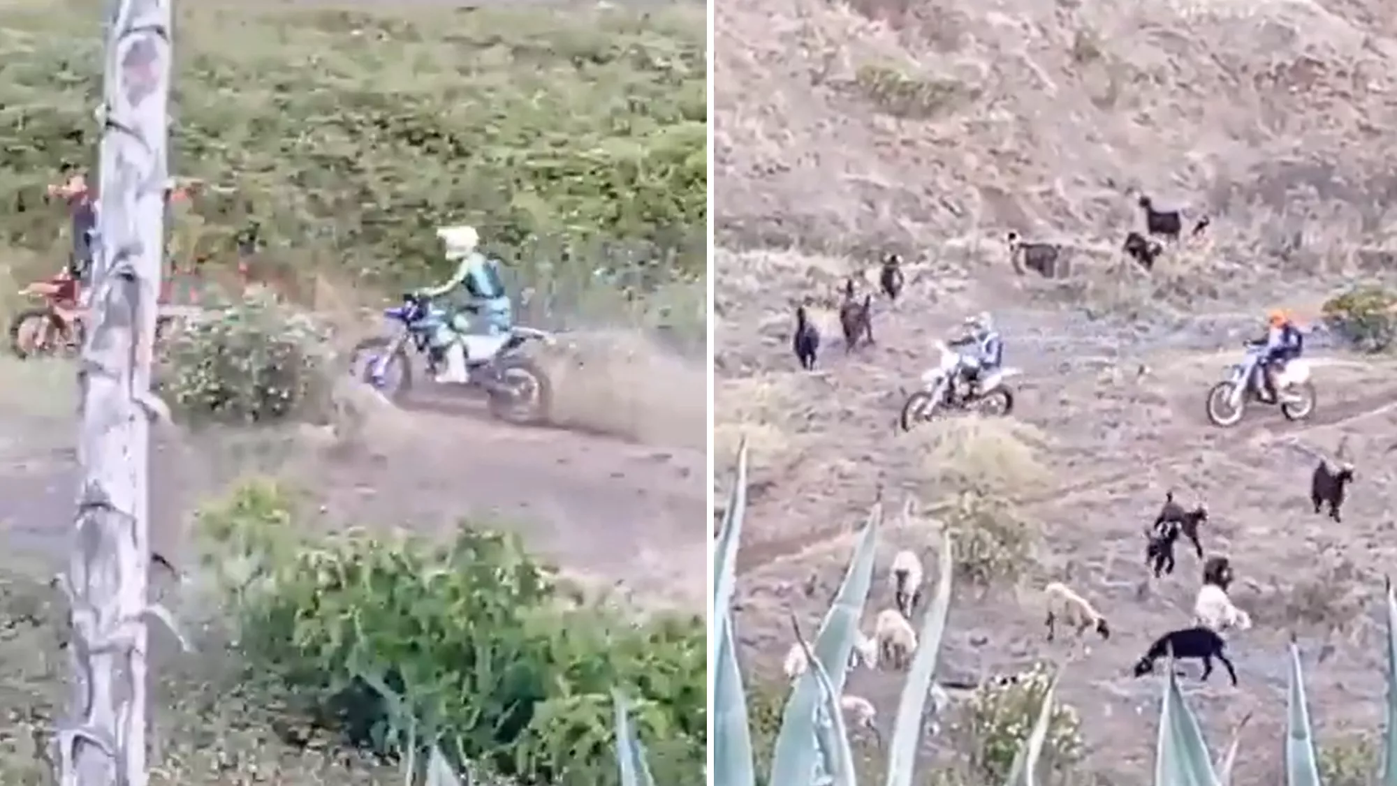 Unos motoristas practicando motocross ilegal en la zona de la Mesa Mota, en La Laguna./ CEDIDAS