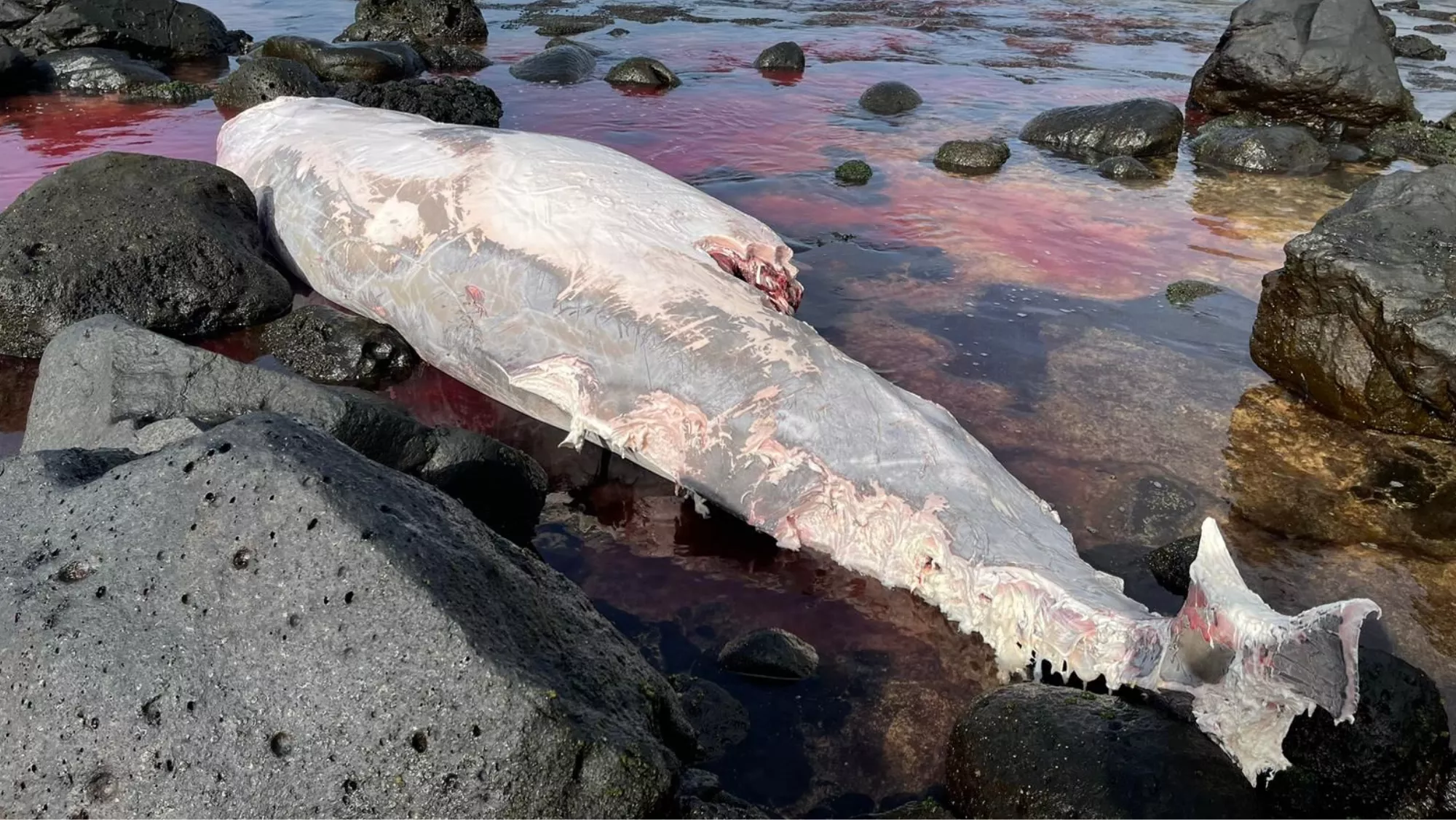 Zifio varado en El Hierro / CABILDO DE EL HIERRO 