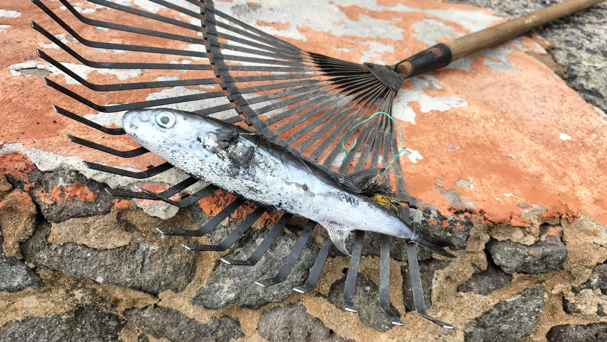 Pez globo encontrado en la playa de Las Canteras / AYUNTAMIENTO DE LAS PALMAS DE GRAN CANARIA