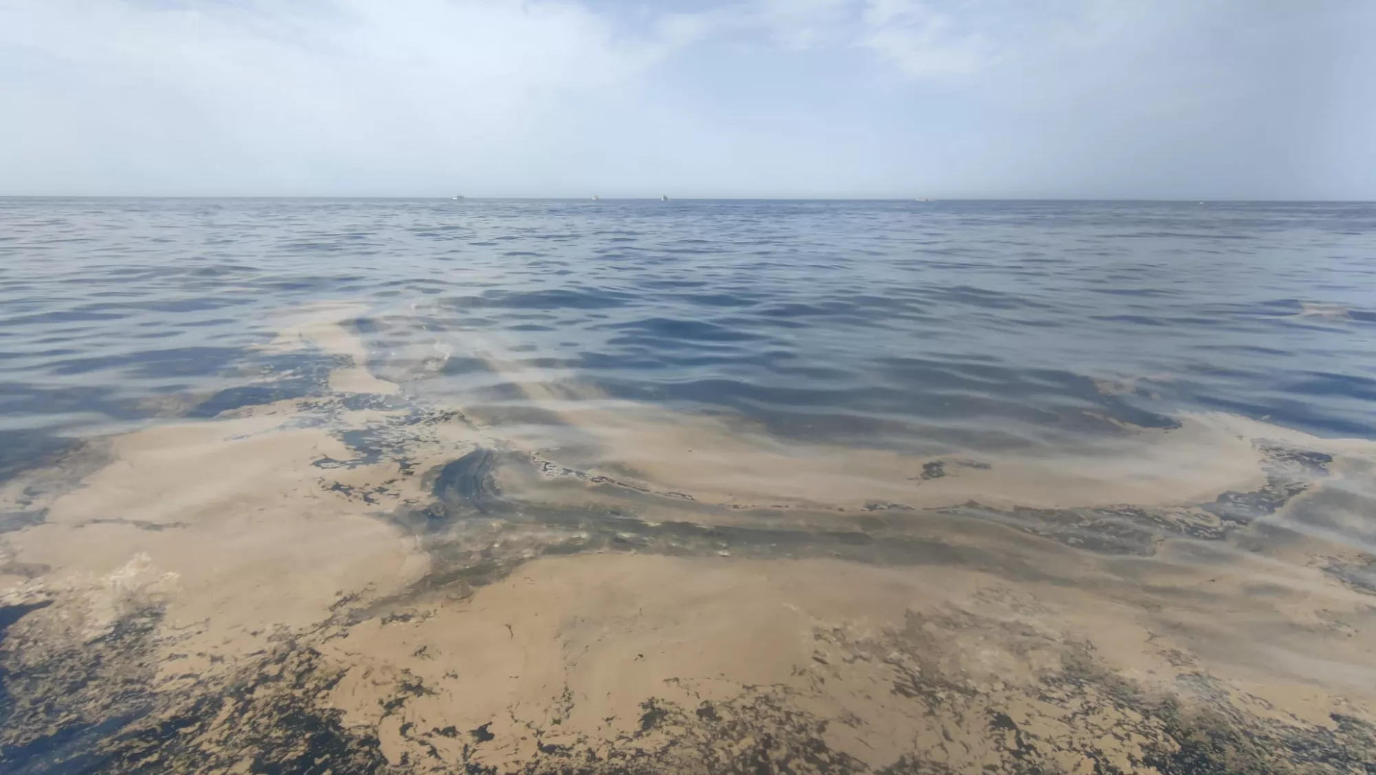 El crecimiento de las cianobacterias se produce por las altas temperaturas del mar, el poco viento y la calima / CEDIDA