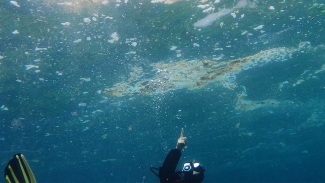 La agrupación de microalgas se crean en la superficie y, debido al sol y la falta de nutrientes, viven poco tiempo / CEDIDA
