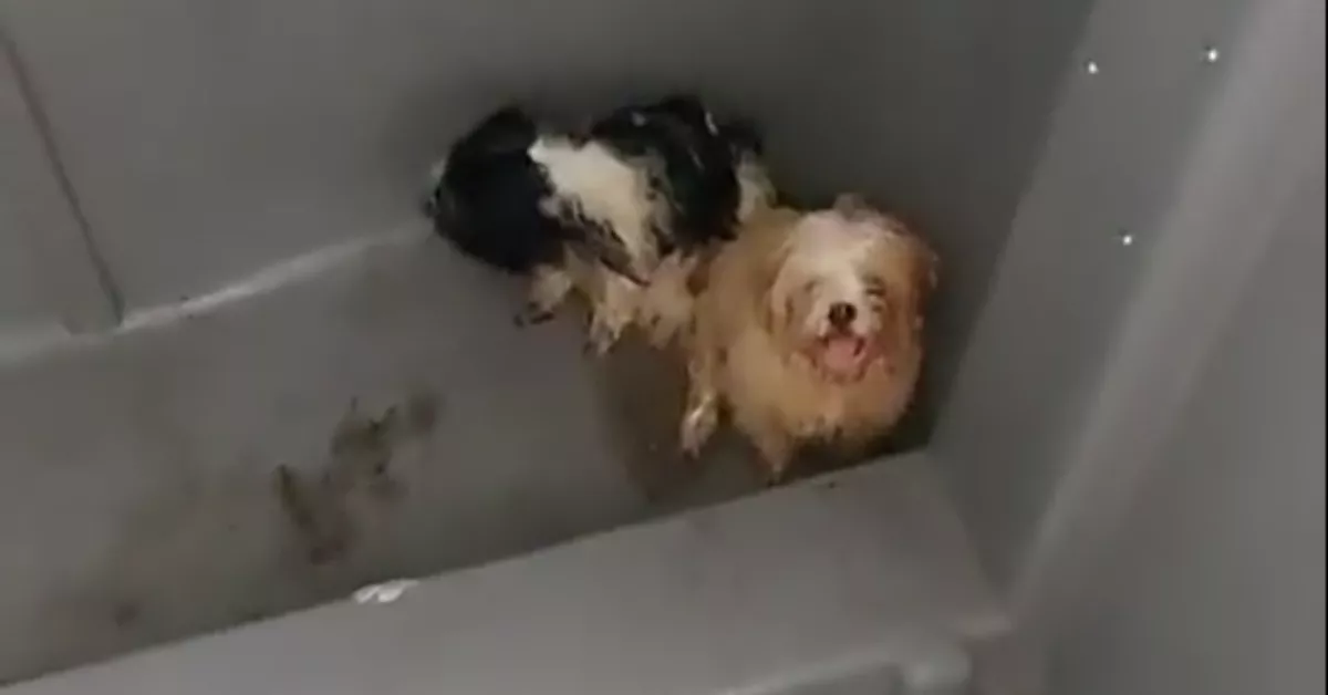 Los dos cachorros abandonados / VALLE COLINO