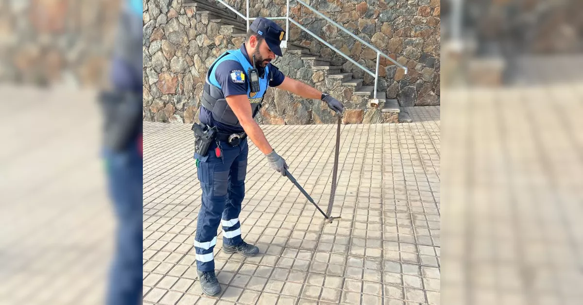 Imagen del agente con la serpiente / POLICÍA LOCAL DE LAS PALMAS DE GRAN CANARIA