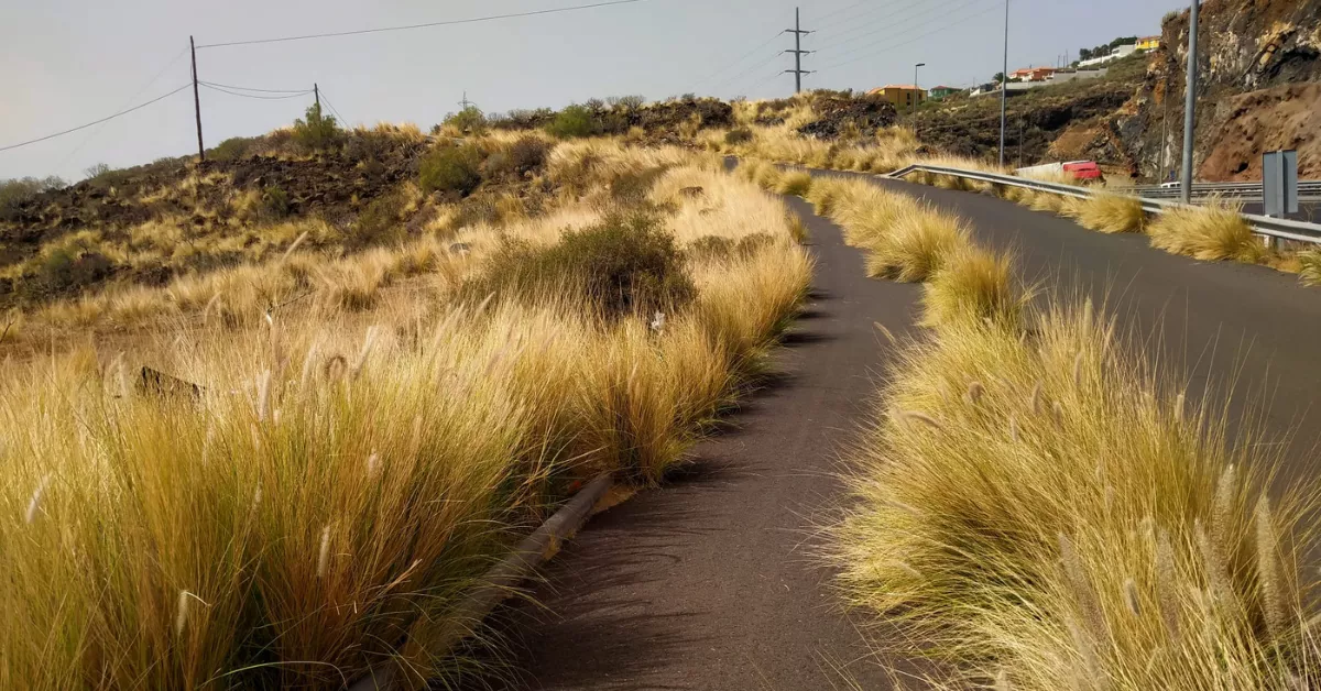Parte del sendero del peregrino a su paso por Barranco Hondo, en Candelaria / ATLÁNTICO HOY 