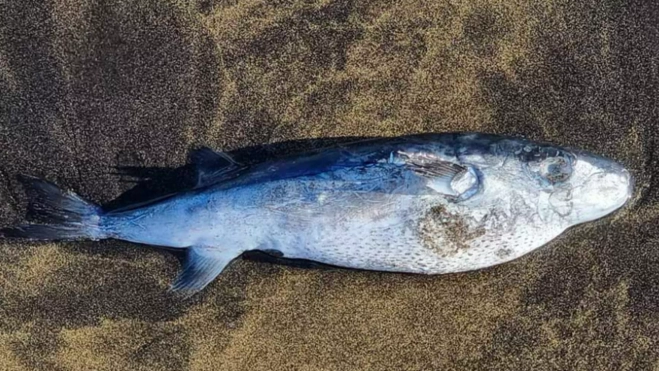 Imagen de un pez globo en la arena de la Playa de Las Canteras / REDES