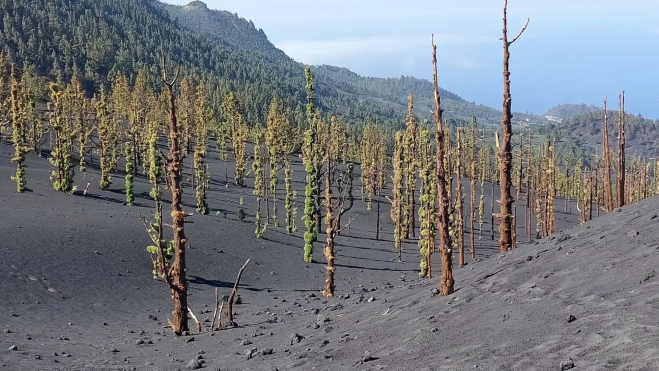 Varios pinos cerca del cráter del volcán en Cumbre Vieja, La Palma, que tras sobrevivir a la erupción brotan sus primeras hojas / INSTITUTO GEOGRÁFICO NACIONAL