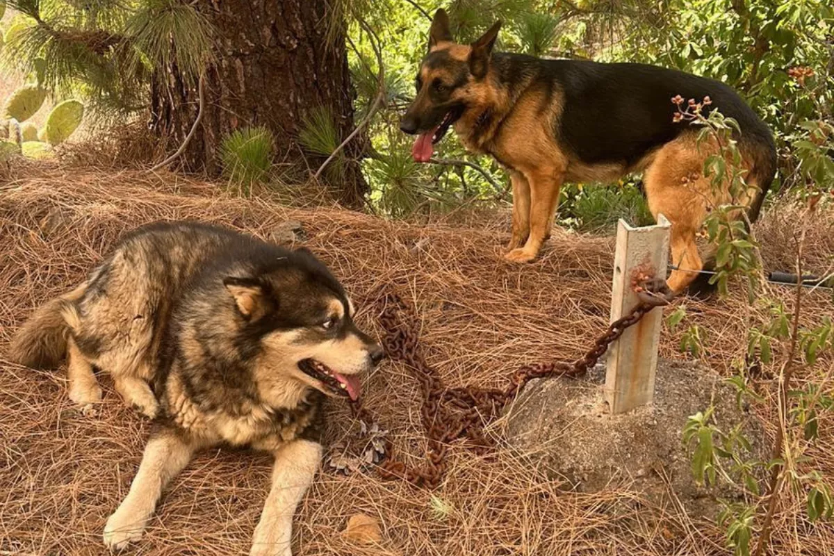 Raky y Rex, dos perros que desaparecieron durante las primeras horas del incendio. / CEDIDA