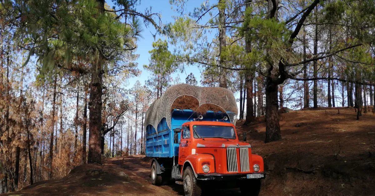 Imagen de un camión retirando la pinocha en Canarias / FÉNIX CANARIAS