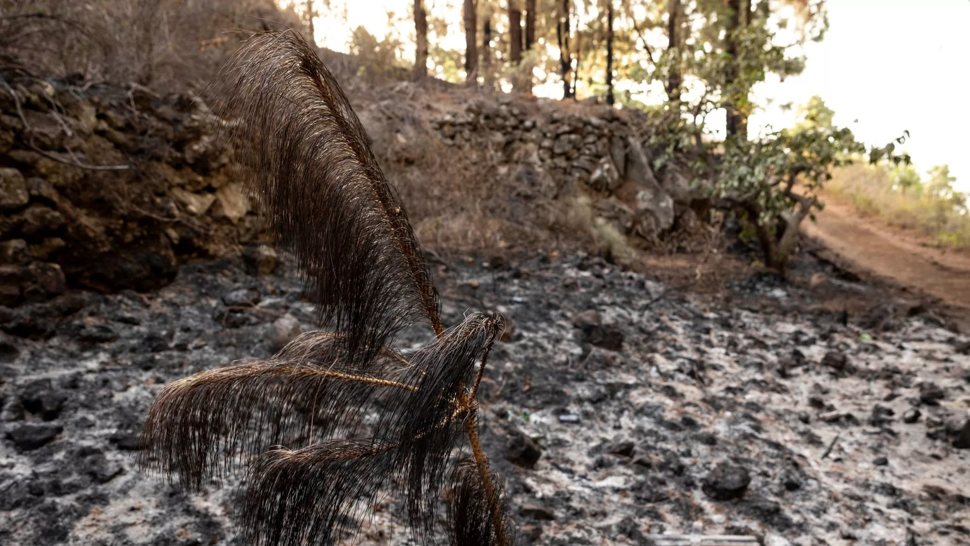 Zona afectada por el guego en Tenerife, donde la Guardia Civil ha detenido en Vilaflor a una persona vinculada con 15 incendiso. / EFE - MIGUEL BARRETO