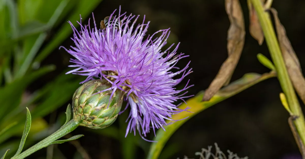 Un ejemplar de cabezón de Añavingo./ GERARDO GARCÍA CASANOVA