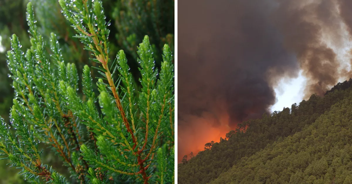 Brezo canario y el incendio de Tenerife./ MONTAJE AH