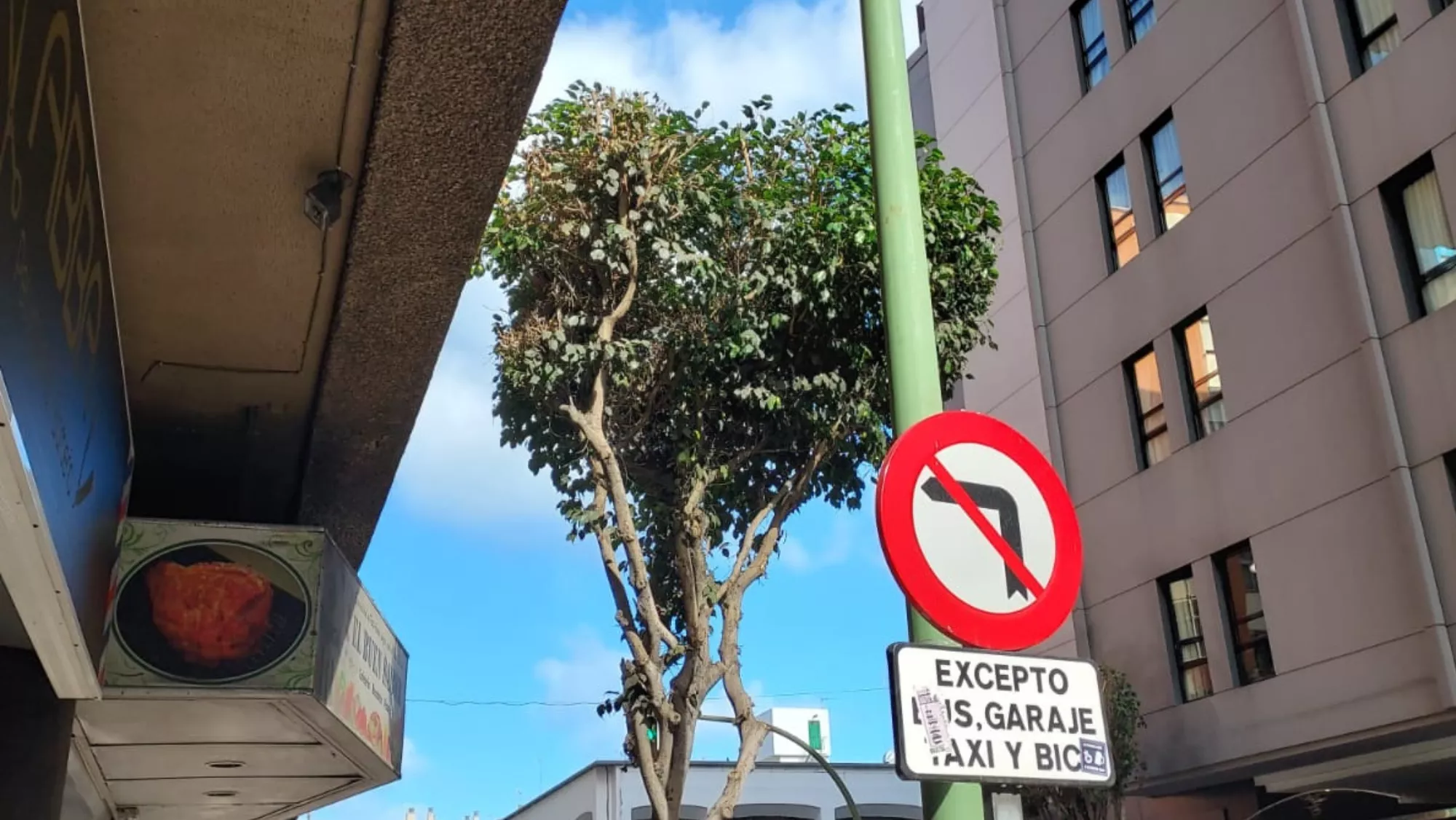 El Ayuntamiento poda los árboles de la zona de Mesa y López. / CEDIDA