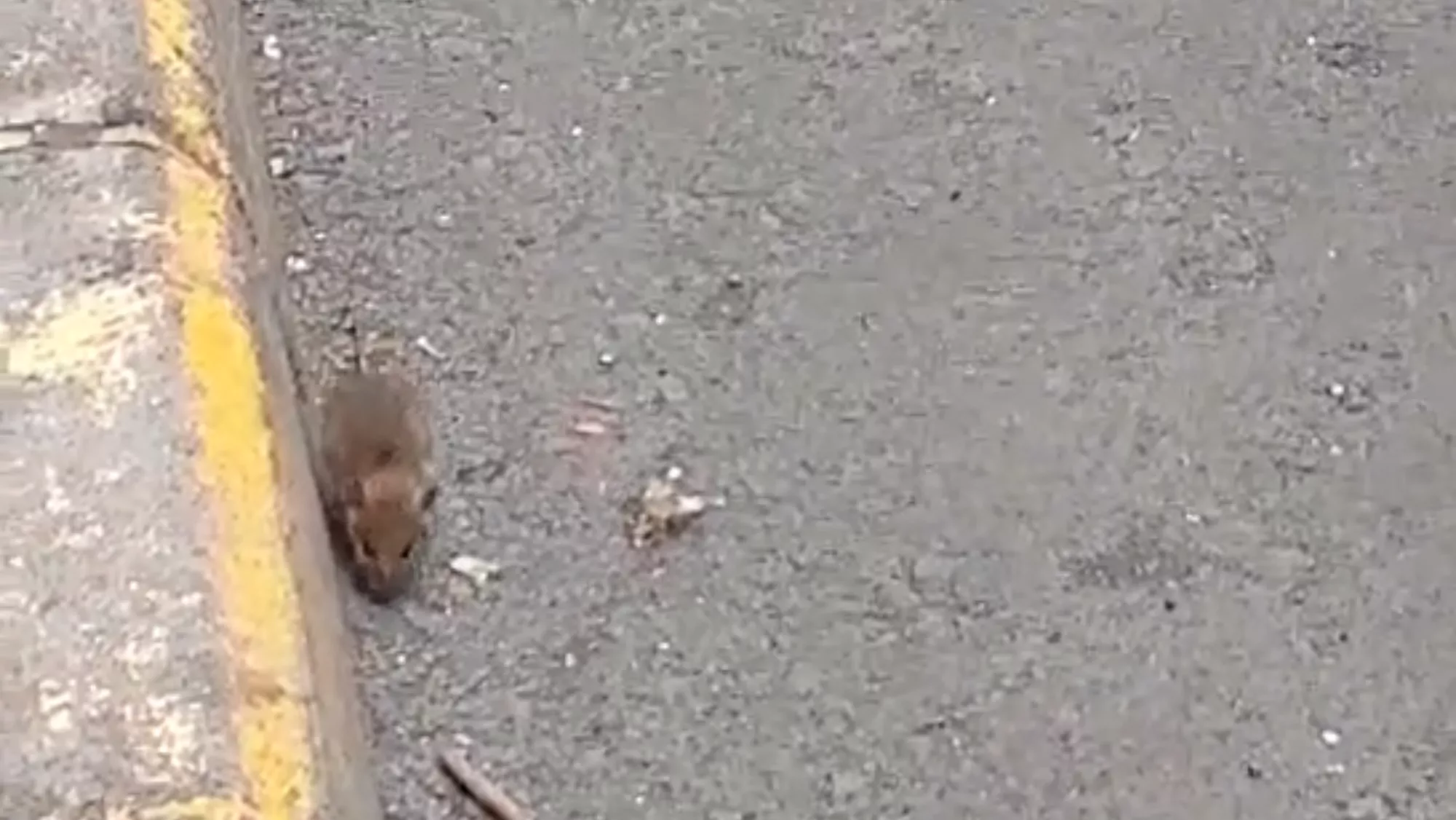 Fragmento del vídeo donde se ven las ratas / CEDIDA