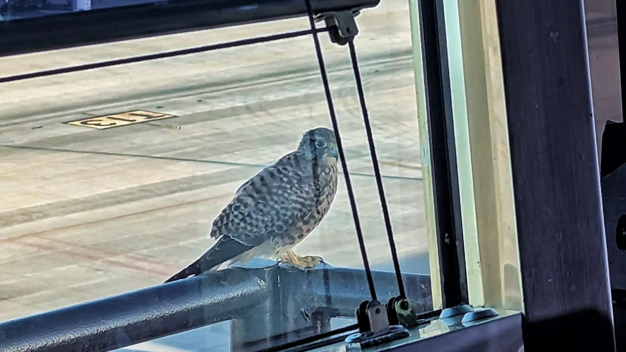 Un cernícalo se posó en la ventana de una de las torres de control del Aeropuerto de Gran Canaria / CEDIDA