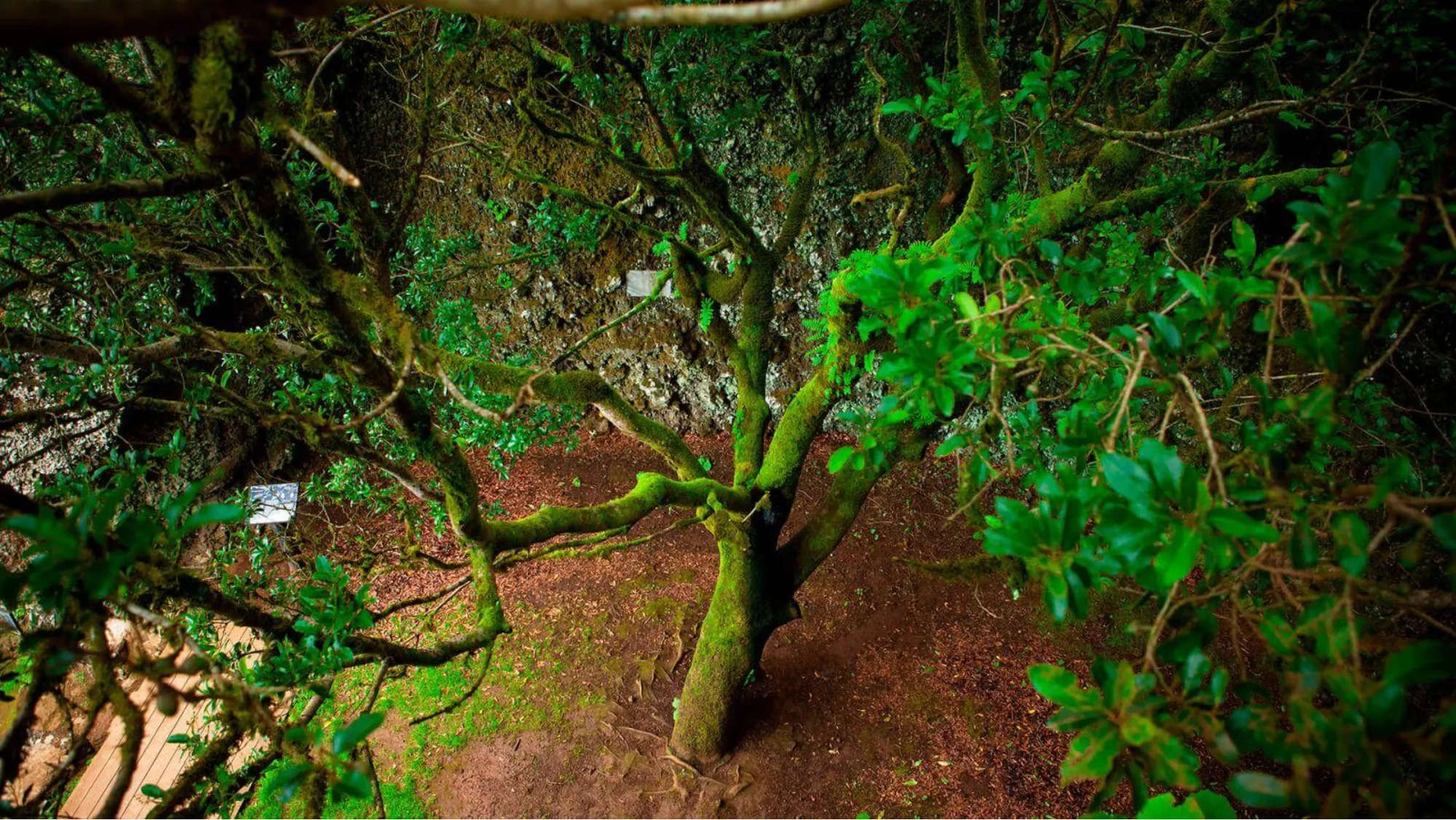 Imagen del árbol de Garoé / TURISMO ISLAS CANARIAS