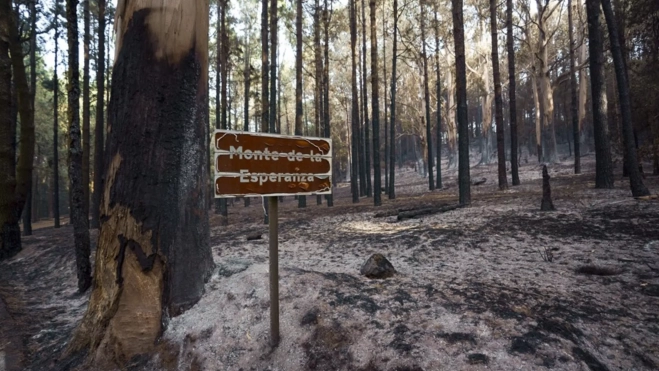 Monte de la Esperanza tras el incendio forestal de Tenerife / EFE