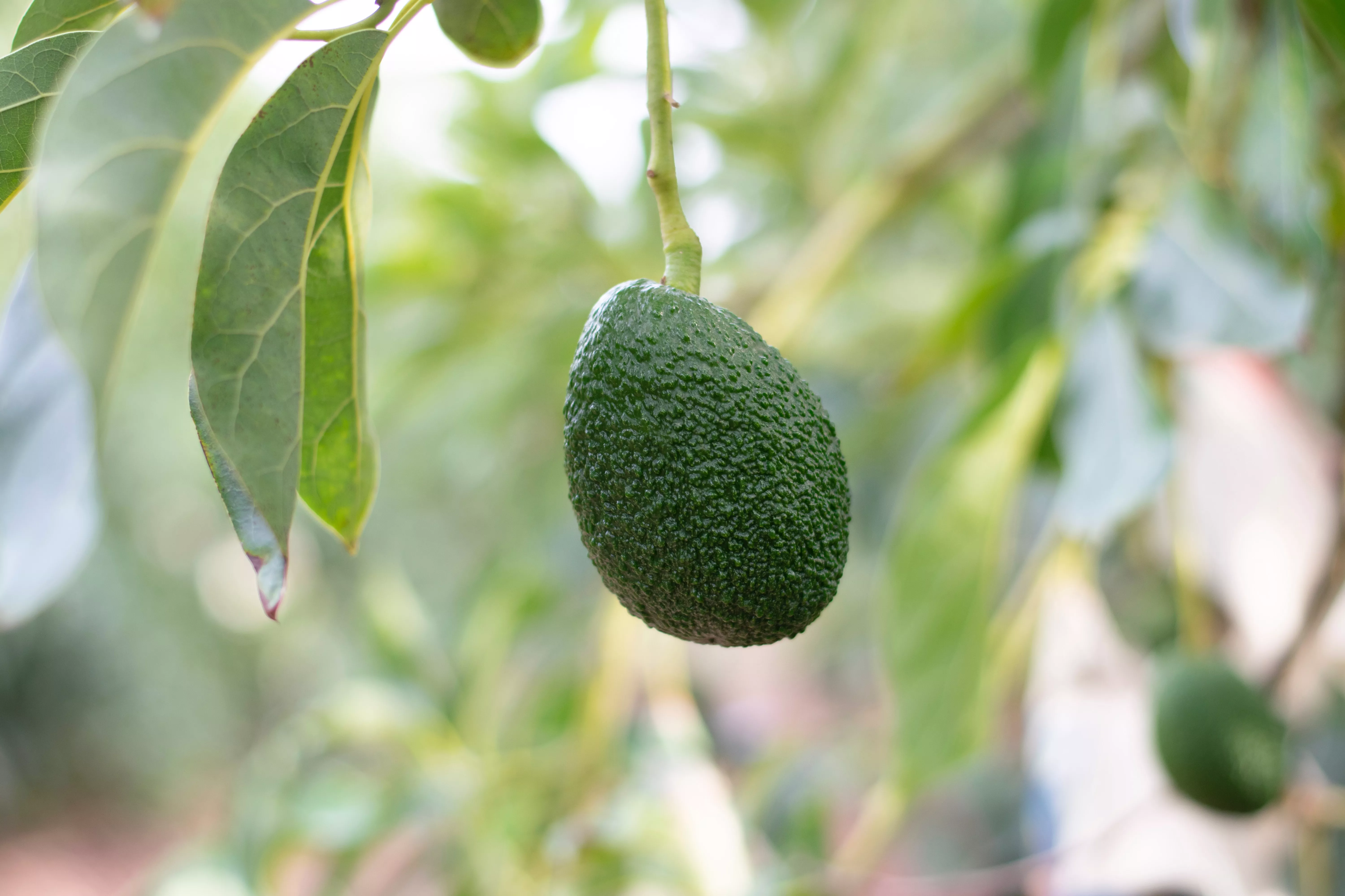 Cosecha de aguacate en una finca. / WIMBER CANCHO - UNSPLASH