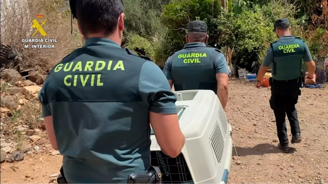 Los animales han sido puestos a disposición judicial debido a las condiciones deplorables en las que se encontraban / GUARDIA CIVIL