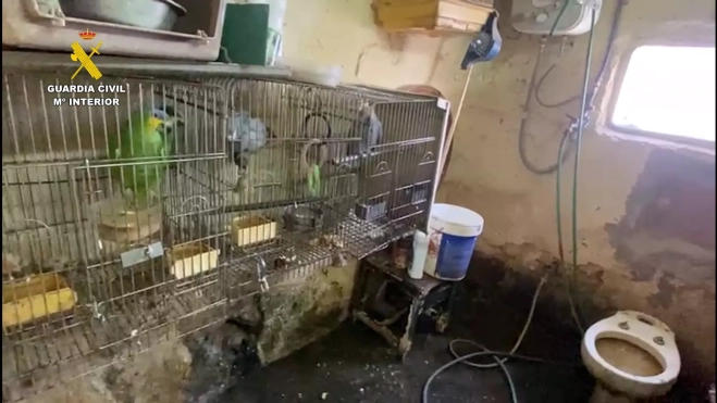 Las aves encontradas en la finca son consideradas exóticas y están recogidas en el CITES / GUARDIA CIVIL