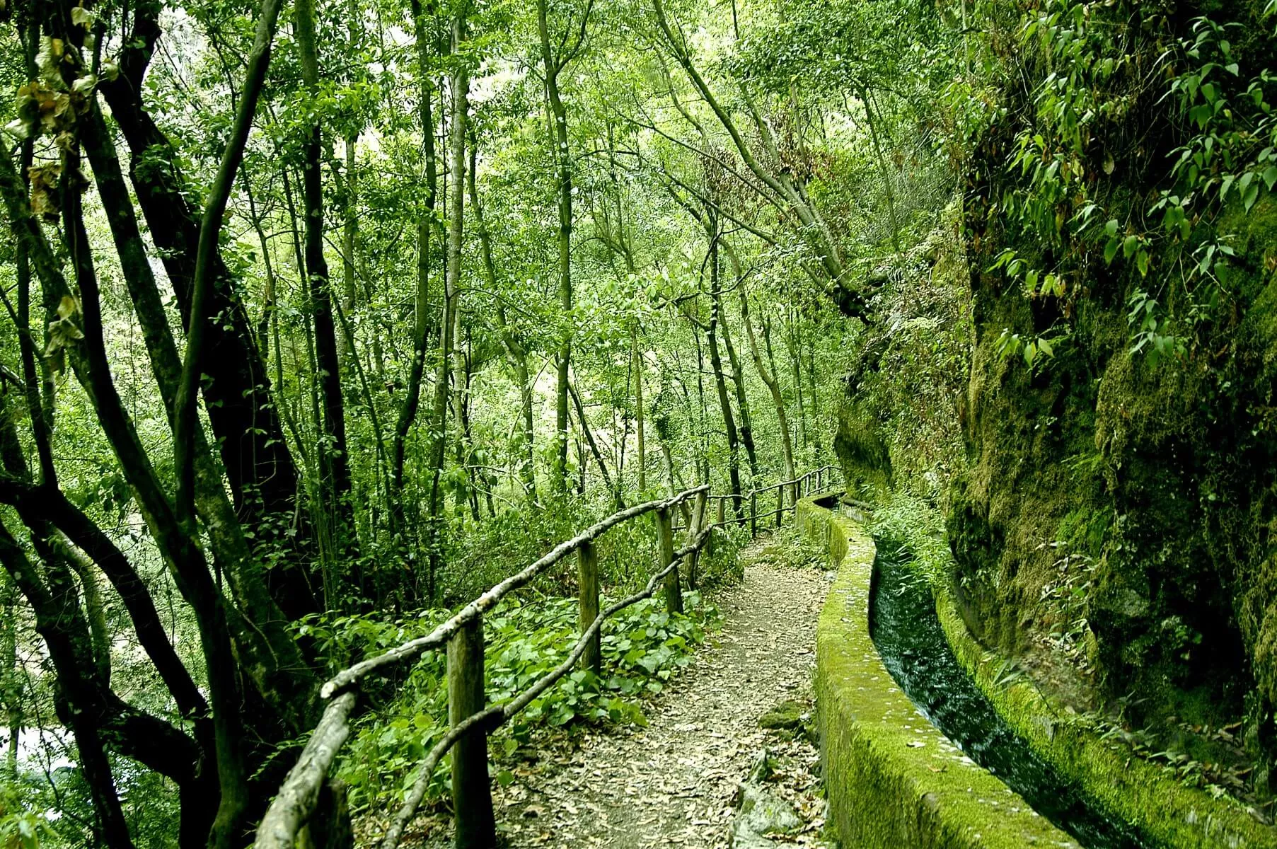 Bosque de Los Tilos, La Palma. / VISIT LA PALMA 