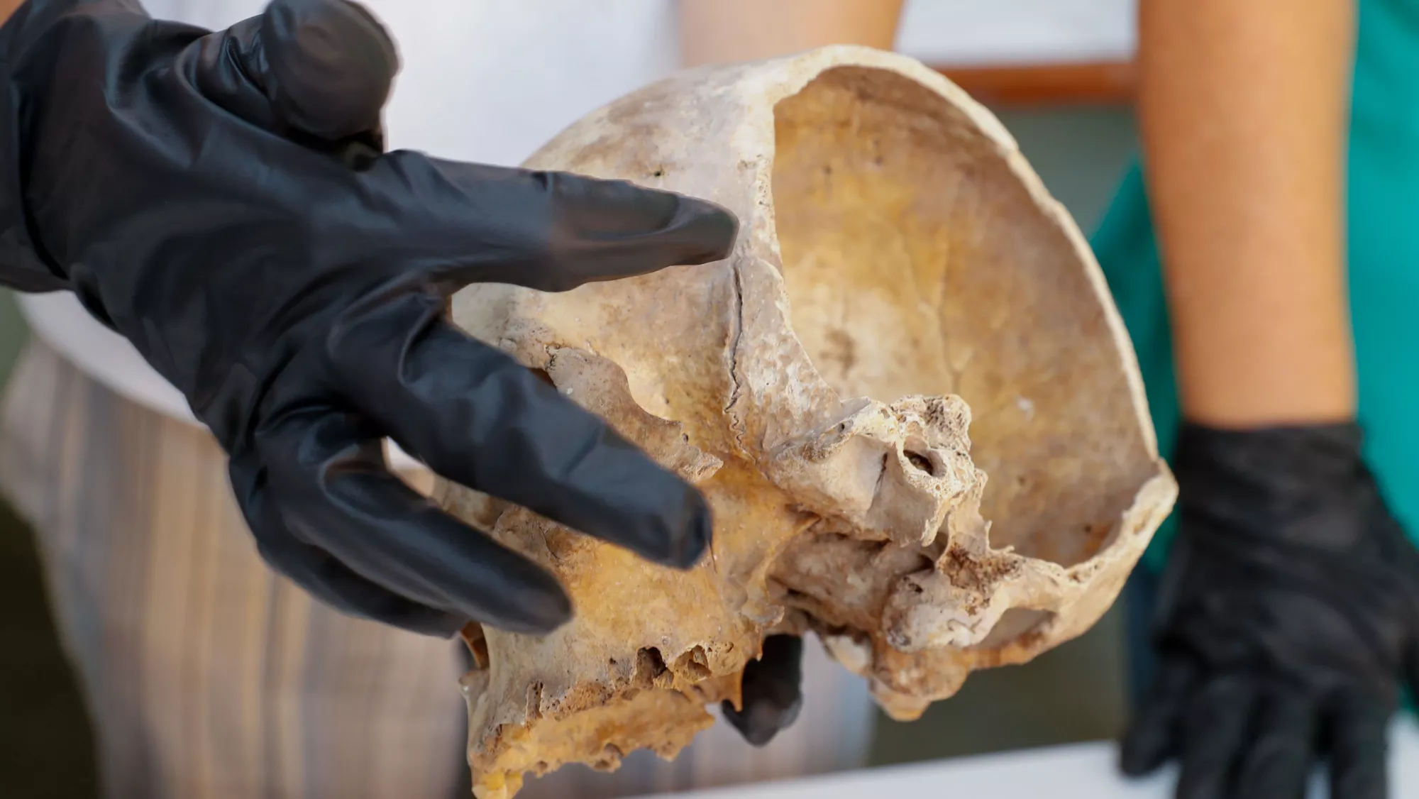 La conservadora del Museo, Teresa Delgado, muestra el cráneo, datado entre los siglos XI y XII, con la herida de espada / EFE - ELVIRA URQUIJO