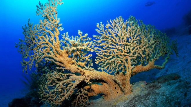 Zona de buceo en El Cabrón, Gran Canaria / TURISMO DE CANARIAS