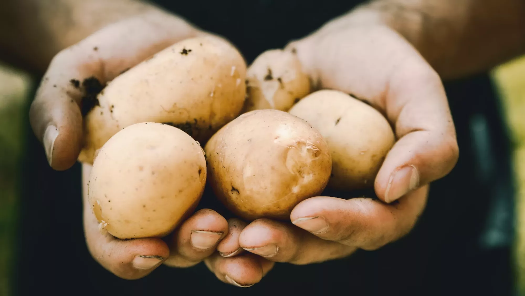 Agricultor con sus papas / UNSPLASH