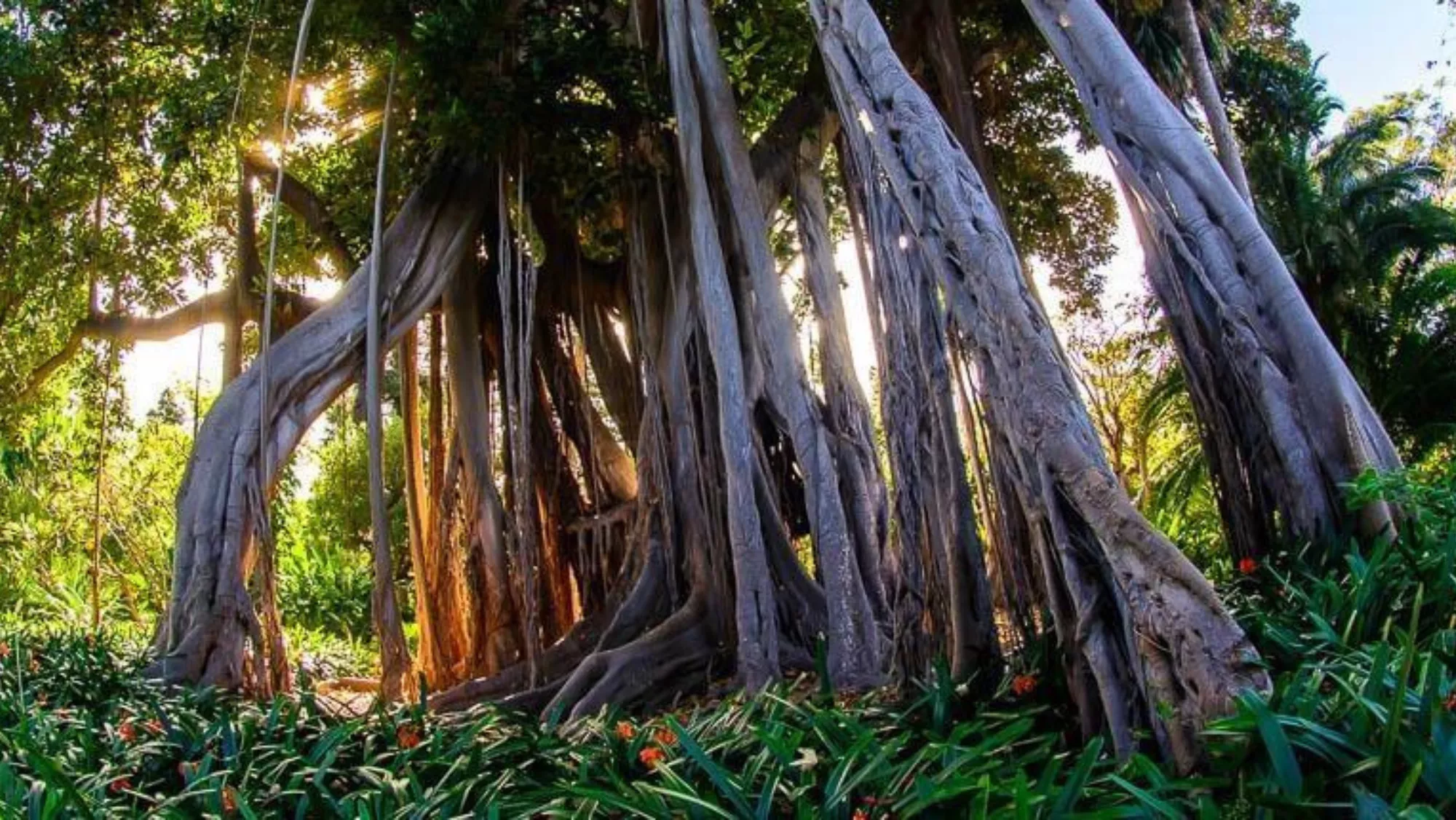 Jardín de Aclimatación de La Orotava. / TURISMO ISLAS CANARIAS