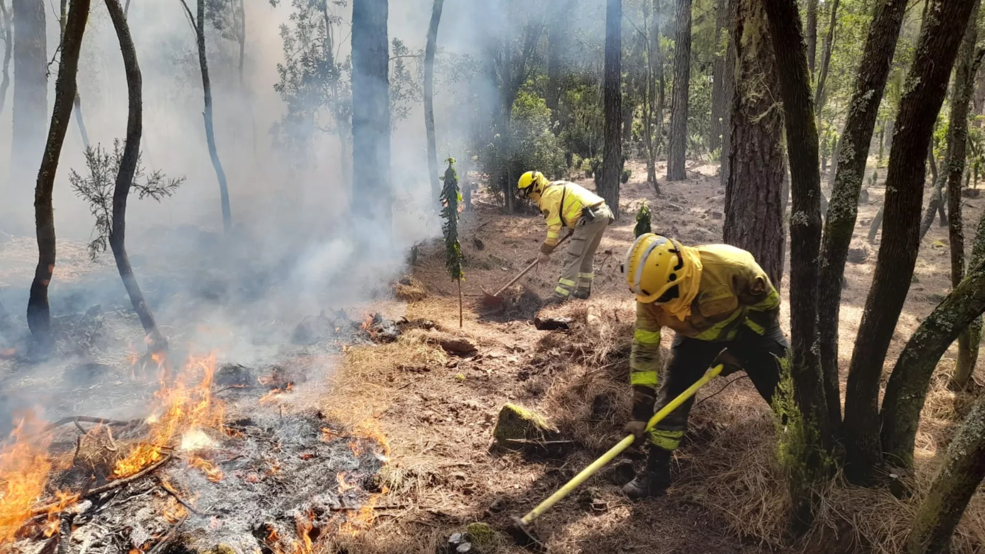 Servicios de extinción de incendio trabajando en el incendio de Tenerife producido en 2023. / CABILDO DE TENERIFE