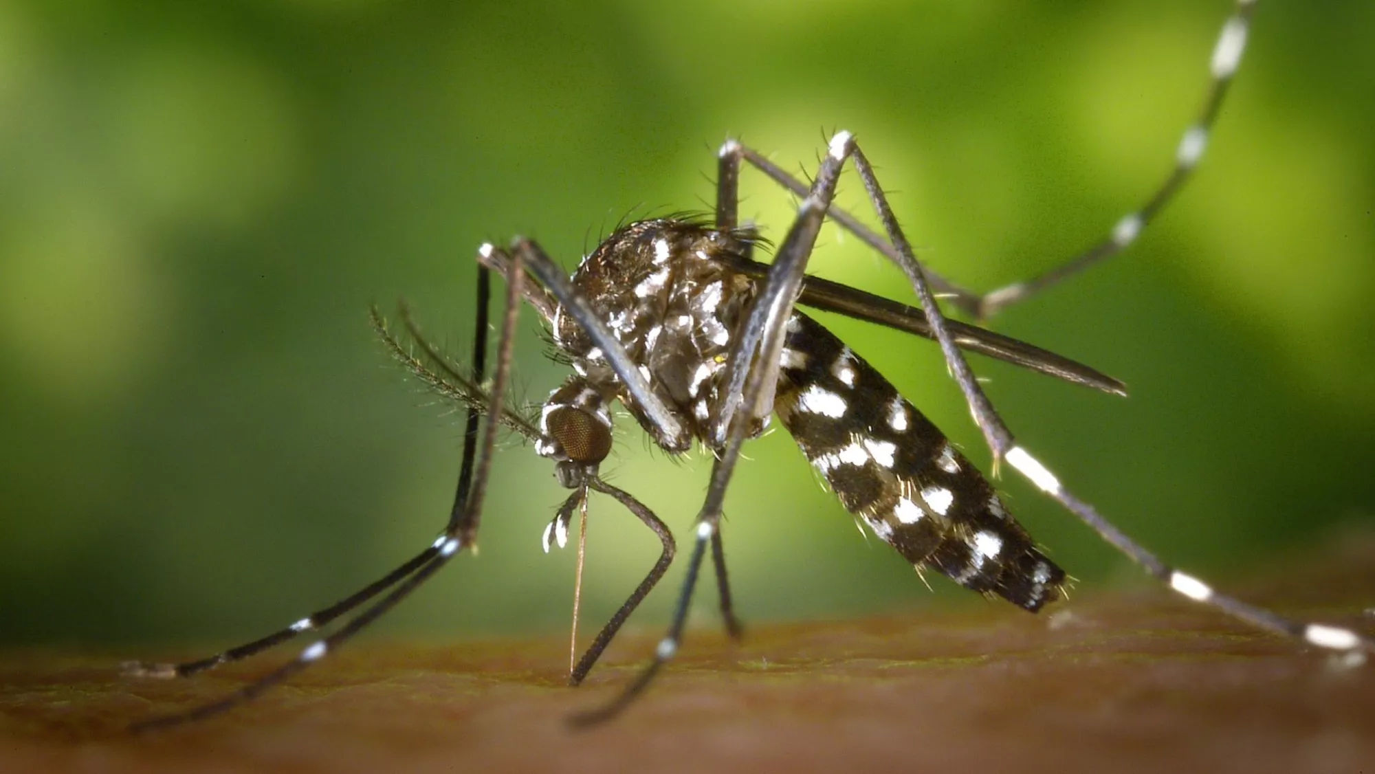 Mosquito Aedes aegypti / EFE