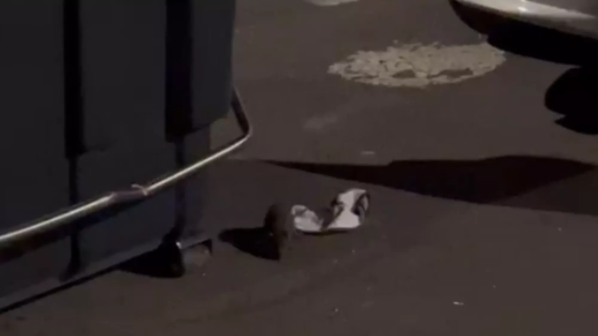 En la imagen, una rata en el Polígono de San Cristóbal; Las Palmas de Gran Canaria solo cuenta con cuatro operarios para fumigar toda la ciudad. / AH