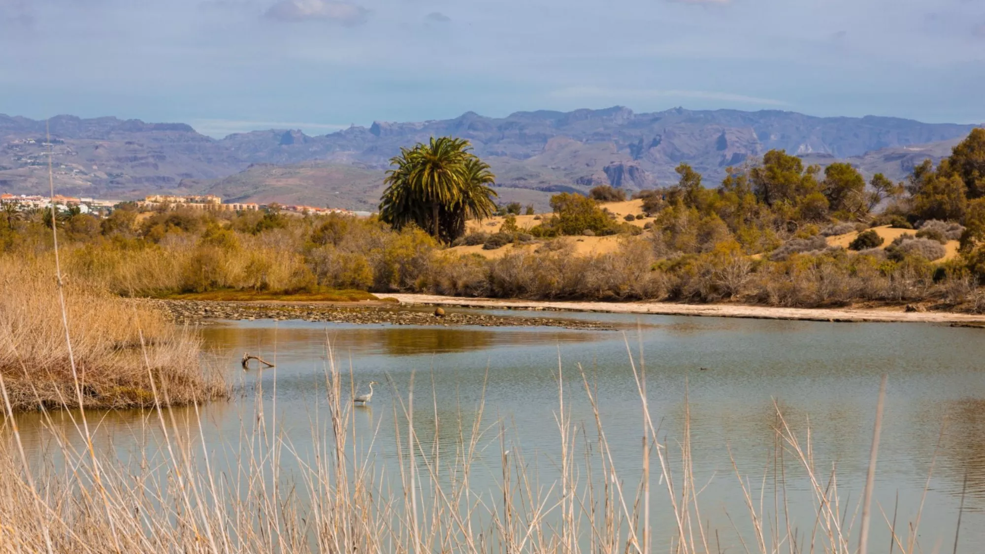 La Charca de Maspalomas / CABILDO DE GRAN CANARIA