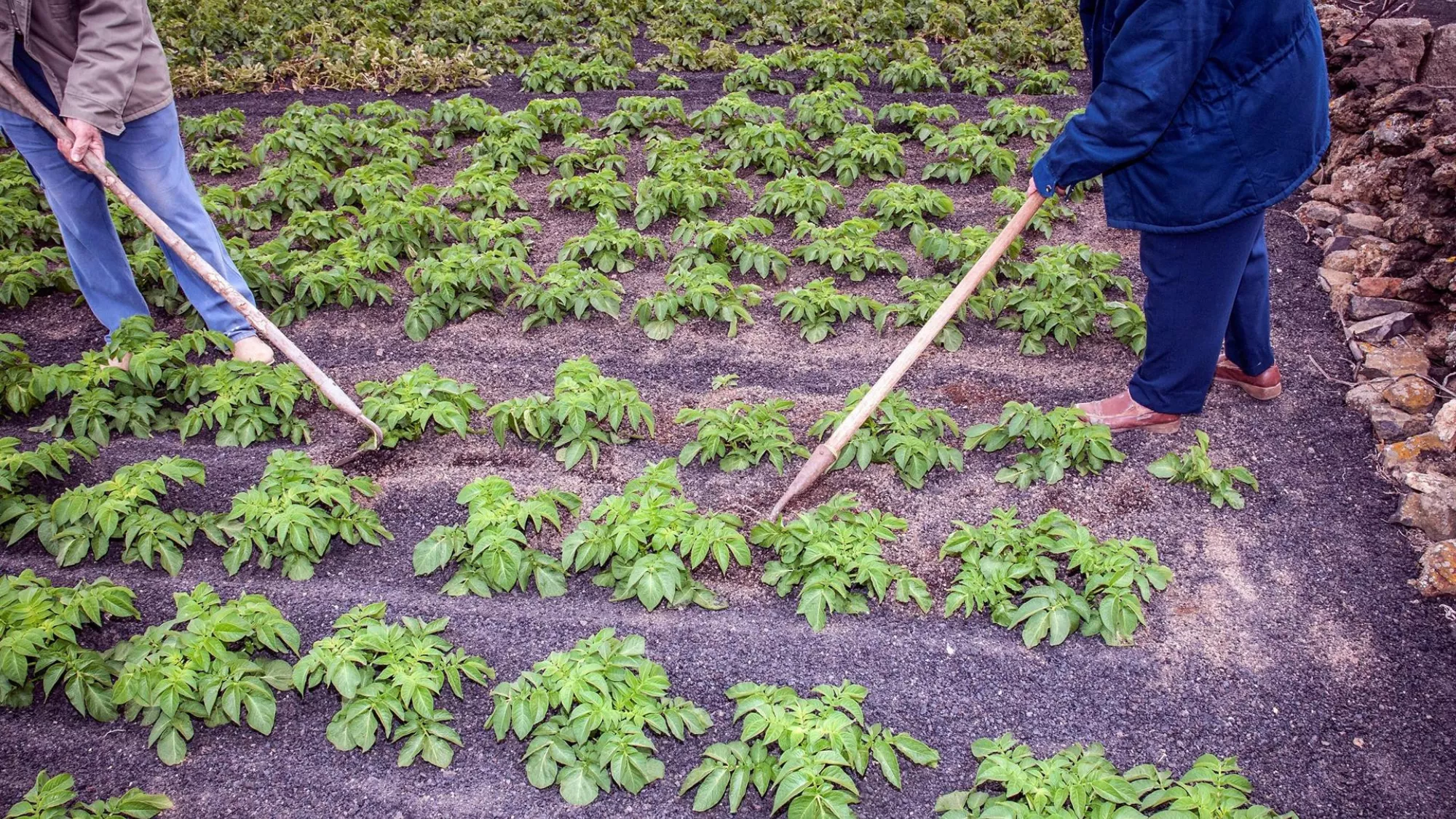 Una cosecha de papas en Lanzarote / EFE
