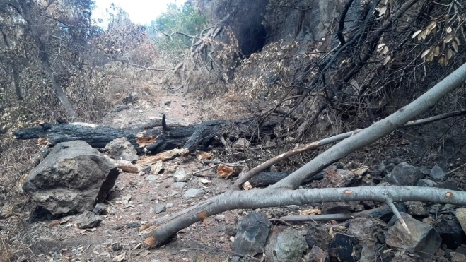 Pista El Rayo afectada por el incendio. / TRAGSA - CABILDO DE TENERIFE