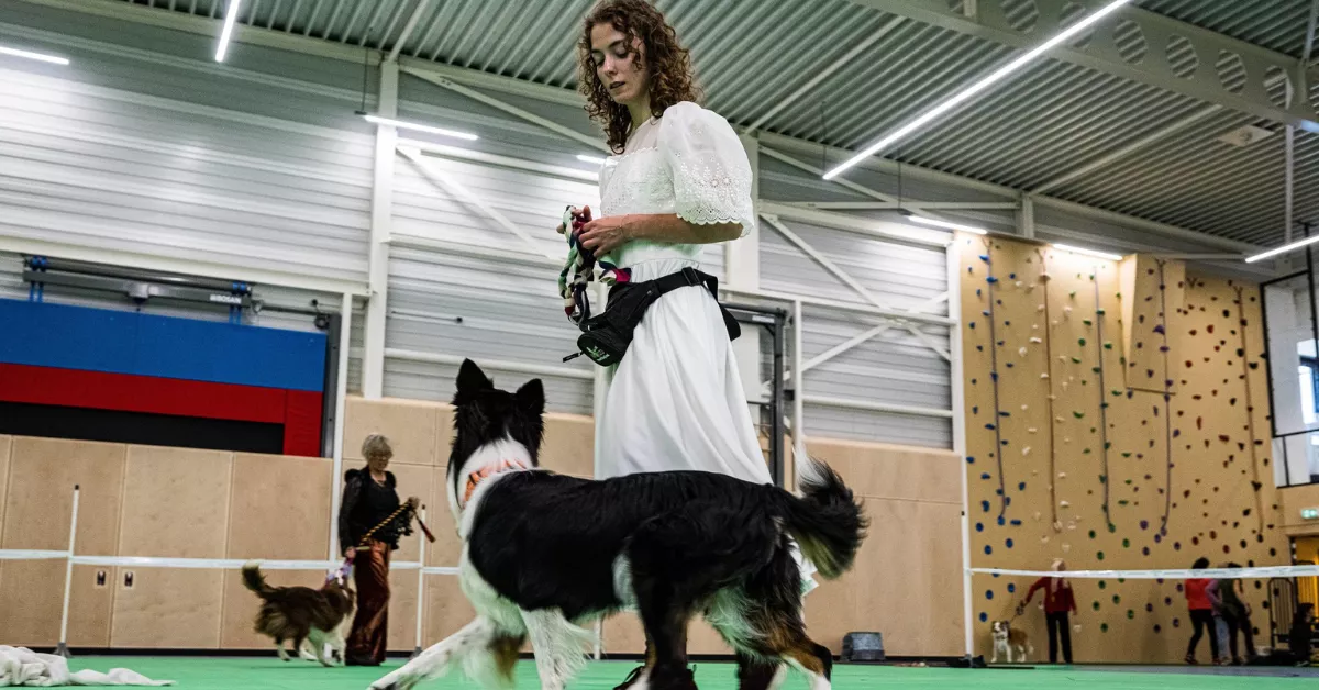 Un perro en un test de sociabilidad./ CORDON PRESS
