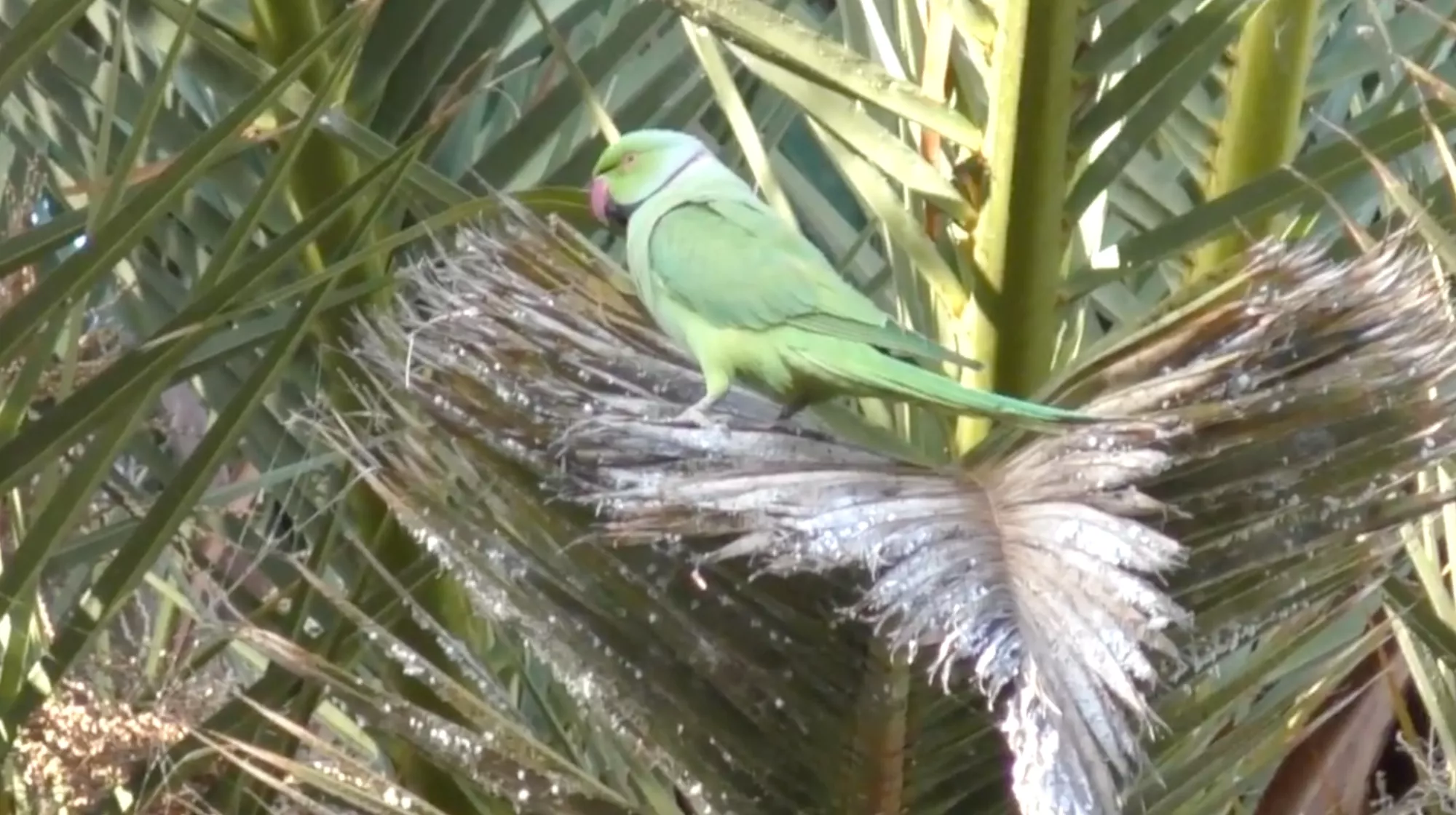 Ejemplar de las cotorras de Kramer que viven en Santa Cruz./ AH